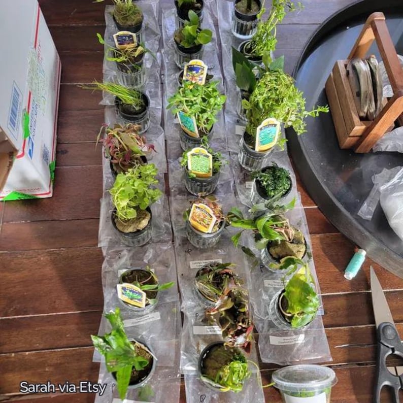 May include: A collection of various small aquatic plants in clear plastic containers, each featuring a descriptive label. The plants display diverse green and reddish foliage, arranged in rows on a wooden surface alongside a shipping box and tools.