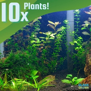 May include: A collection of 10x aquarium plants featuring various green aquatic species with tall stems and bushy moss textures planted in dark substrate. The image includes a green overlay with the text 10x Plants! and a Glass Grown logo.