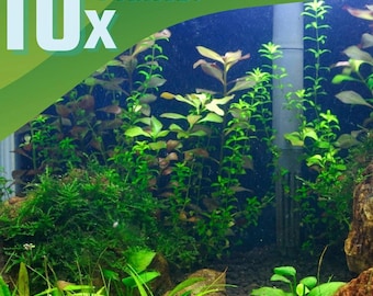 Beginner Aquarium Plant Pack: 10 Live Easy Freshwater Plants for Aquascaping Tanks