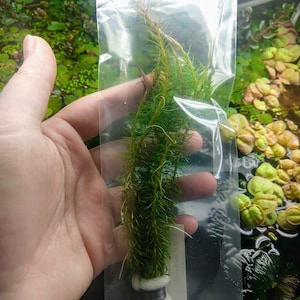 Rotala Wallichi Bunch, Whorly Rotala Stem Low Tech Live Freshwater Aquarium Plant, Easy Fish Tank Decor