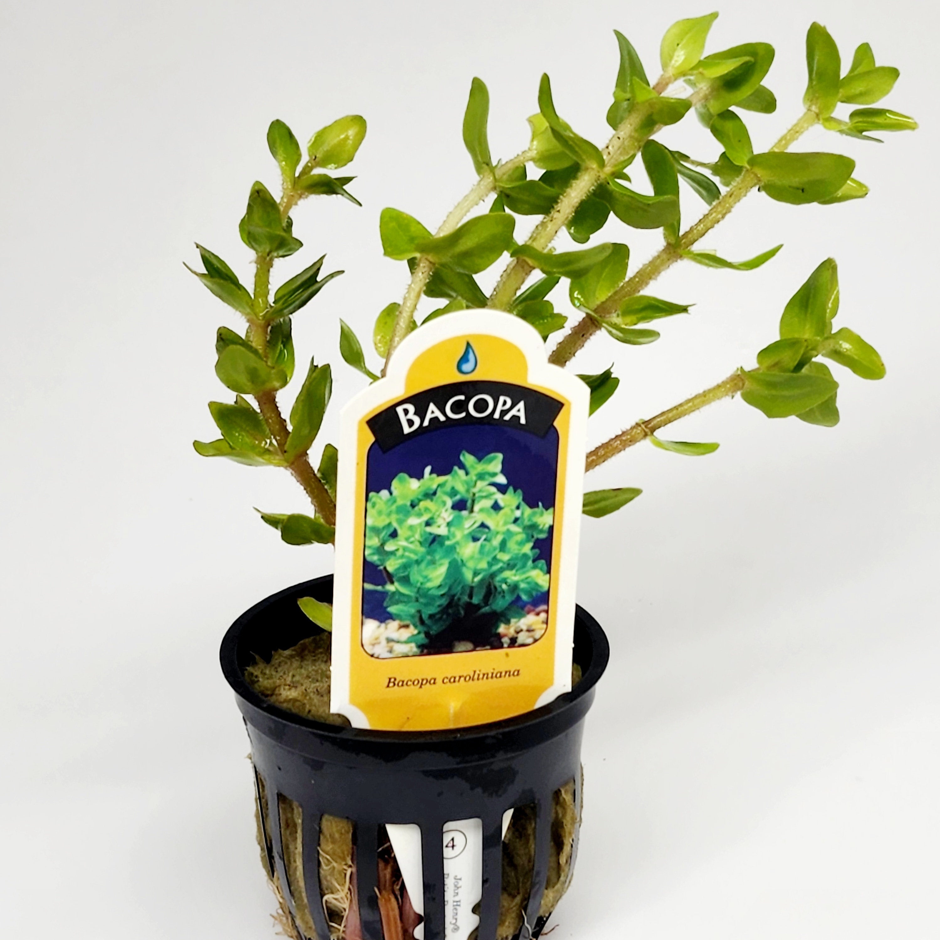 citronella plant for mosquito Citronella Mosquito Plant for Sale main image 0