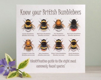 Bumblebee Identification, Card and Envelope, Field Guide, Artwork by Louise Bird. Recycled Card, blank for your own message, any occasion.