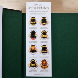 May include: A guide to identifying eight common British bumblebee species. Each bumblebee is illustrated with its scientific name and a description of its physical characteristics. The guide is printed on a white card with a green background.