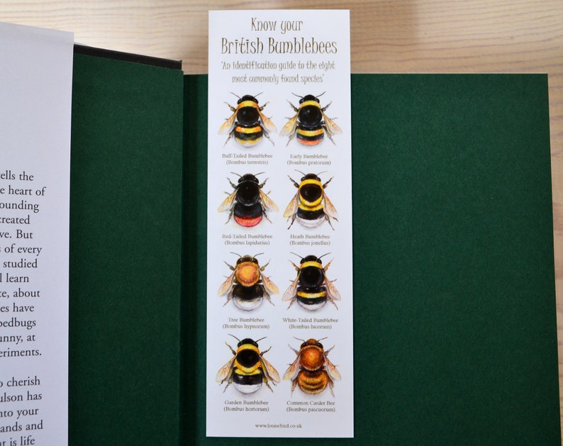 May include: A guide to identifying eight common British bumblebee species. Each bumblebee is illustrated with its scientific name and a description of its physical characteristics. The guide is printed on a white card with a green background.