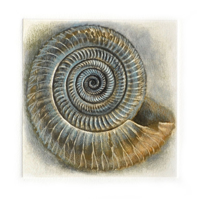 Original Mezzotint and Collagraph Ammonite Study