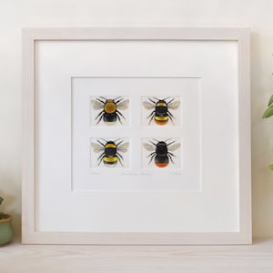 May include: A framed artwork featuring four detailed watercolor paintings of bumblebees. Each bee is depicted in a separate square, showcasing their distinct colors and patterns. The frame is a light, natural wood color, and the artwork is displayed on a white background.