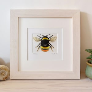 Bombus pratorum, Queen, Original Mezzotint with Hand Tinting, Bumblebee (Unframed)