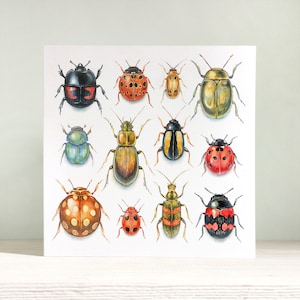 Käfer, Karte und Umschlag, Naturhistorische Illustrationen, Geschenk für Käfer-Enthusiasten. Recycling-Karte, blanko für Deine eigene Nachricht.