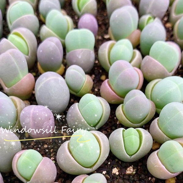 Seeds - Gibbaeum Heathii (15 seeds) / Rare succulent / Candy succulent / Rare plant / Exotic plant / Living stones