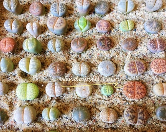 rare mesembs exotic succulent living stones cactus 50 SEEDS Lithops Naureeniae rare mesembs exotic succulent living stones cactus 50 SEEDS Lithops Naureeniae