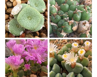 Mesemb Plant--Gibbaeum heathii EA1301 Ockertsktaal--ONE 2 Yr Seedling