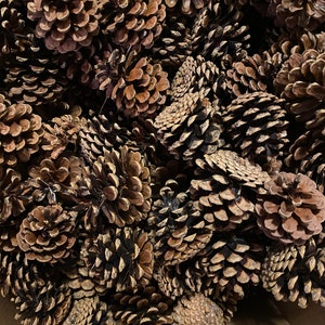 Pine Cones 75, Bulk, Natural/untreated, Sanitized, Canada