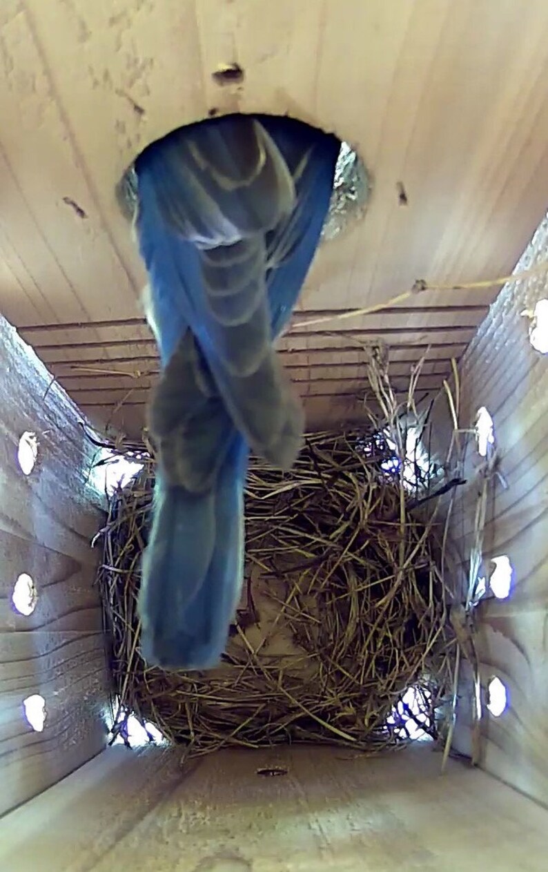 Spycamera birdhouse bird nest box camera wireless WiFi Etsy