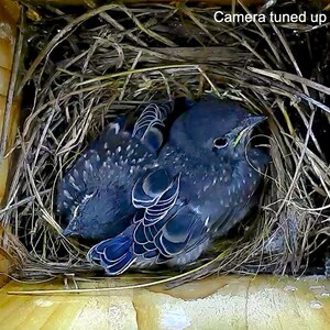 battery powered wireless nest box camera kit