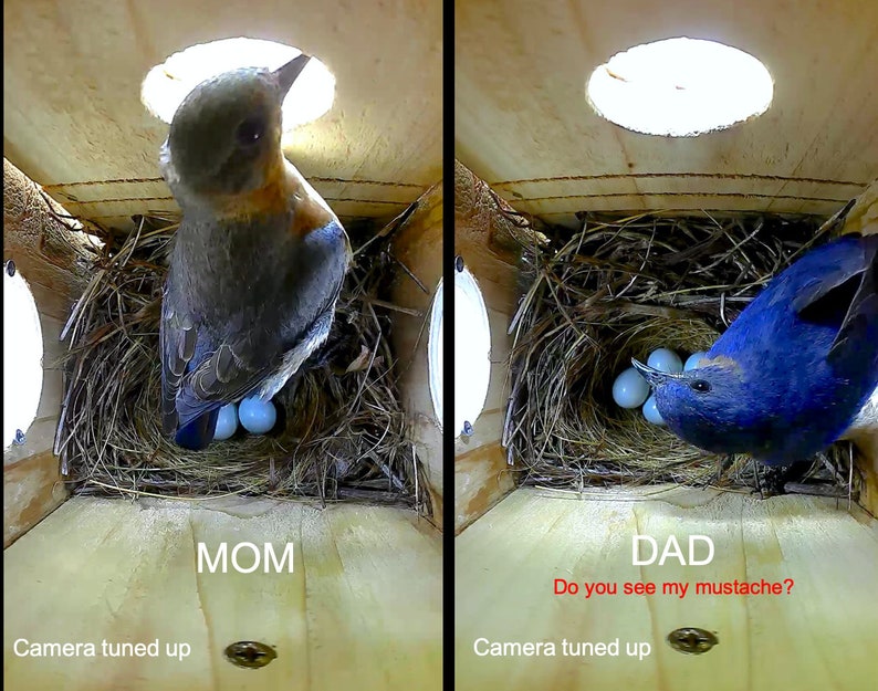 Solar Roof Camera Nesting Box: Spy-camera Birdhouse Bird Nest - Etsy