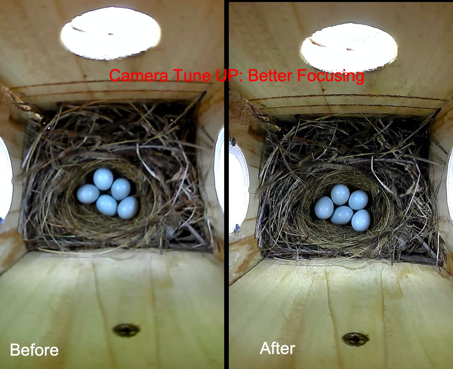 Solar Roof Camera Nesting Box: spy-camera birdhouse bird nest | Etsy