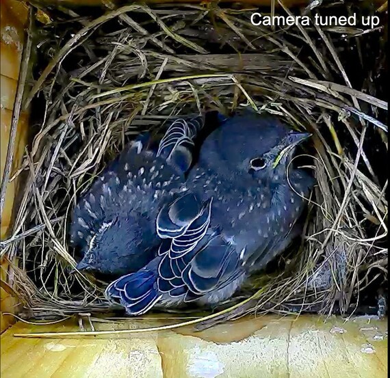 solar powered wifi nest box camera