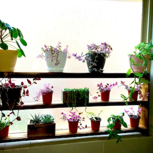 May include: A wooden shelf unit with two tiers holds a variety of potted plants. The plants include succulents, trailing vines, and leafy greens. The shelf is positioned in front of a window with a white frame.