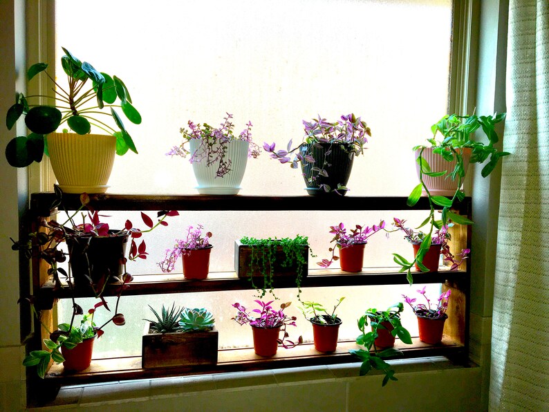May include: A wooden shelf unit with two tiers holds a variety of potted plants. The plants include succulents, trailing vines, and leafy greens. The shelf is positioned in front of a window with a white frame.