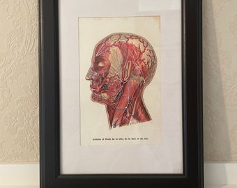 Original Vintage Anatomical Drawing Print of Head with Arteries, Nerves, and Muscles in Dark Wooden Frame, anatomy print, dark academia