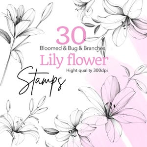May include: A digital illustration featuring lily flower stamps. The design includes 30 images of bloomed lilies and branches, with the text "Lily flower" and "Stamps" in a delicate script. The image is high quality at 300 dpi.