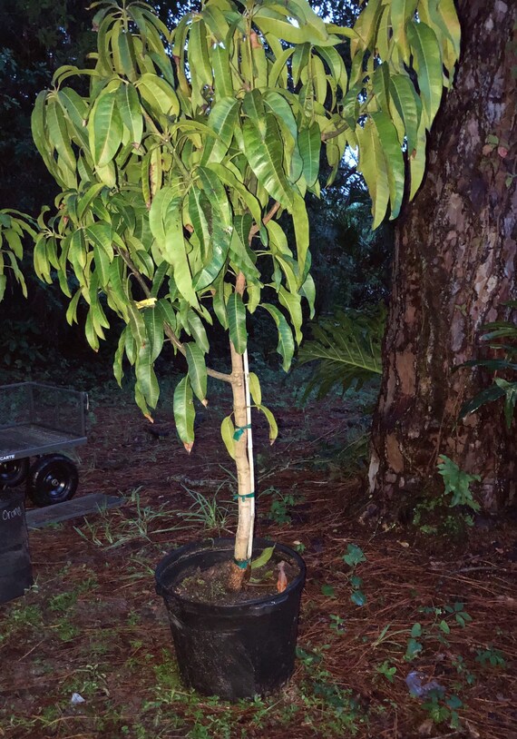 Buttercream Mango Tree RARE LARGE Etsy