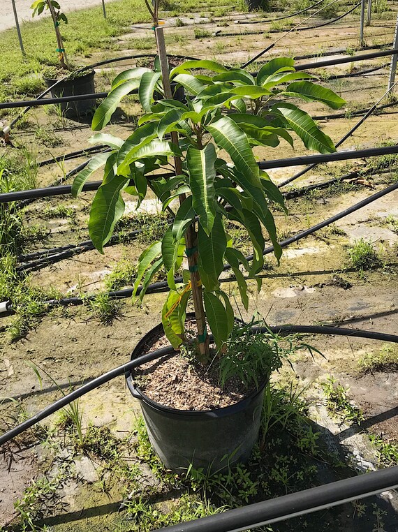 Sweet Tart Mango Tree Free Shipping Etsy