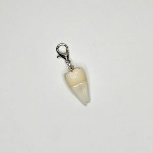 Tooth charm premolar