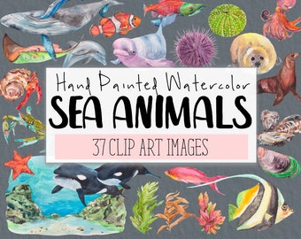 Sea Animals Watercolor Clipart COMMERCIAL | 37 Sea Animals & Background Clip Art Graphics PNG Transparent Background | Digital Download