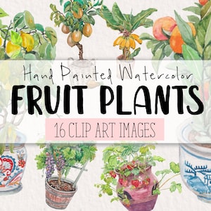 Plantas frutales Bonsai Acuarela Clipart COMERCIAL / 16 Plantas frutales Clip Art Gráficos PNG Fondo transparente / Descarga digital