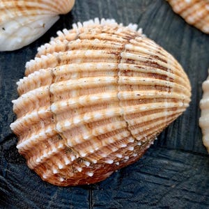 Mitades de concha de berberecho espinoso del norte de Devon