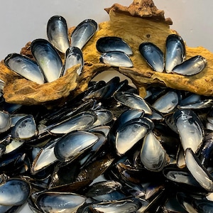 May include: A collection of empty mussel shells, with a gradient of blue and silver hues, are piled together. Some shells are arranged on a piece of driftwood, adding a natural element to the display. The shells are clean and appear to be in good condition.