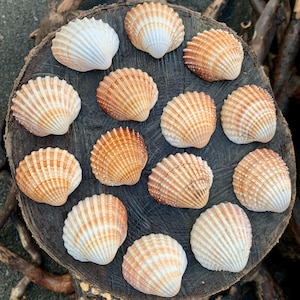 stekelige kokkel, schelphelften - stekelige kokkel - acanthocardia echinata