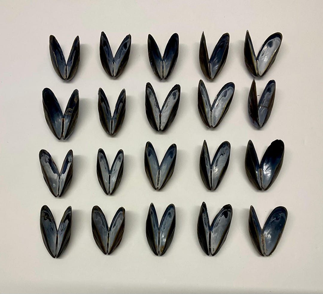 North Devon Bivalve (hinged) Mussel Shells - Etsy