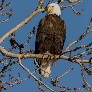 bald eagle