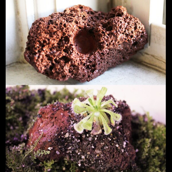 Mini-Medium Size Red lava rock planters for terrarium, small carnivorous plants--custom drilled 1-3 holes