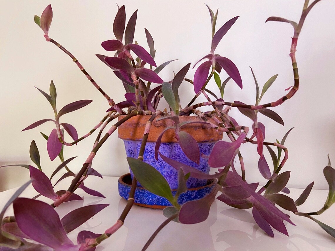 Purple Heart Plant Cuttings and Starter Kit Etsy