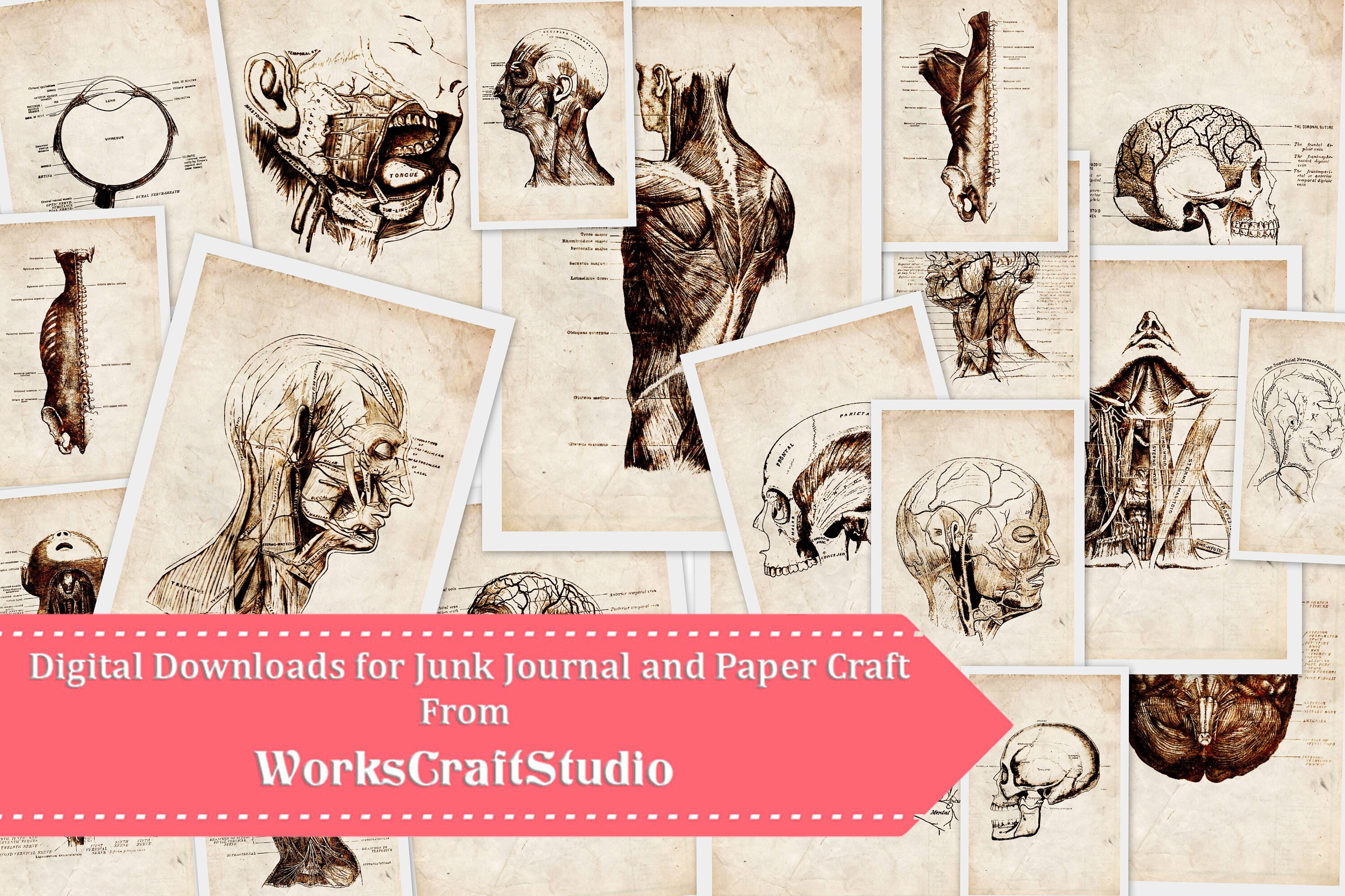 Vintage Anatomy 21 Prints Instant Downloads. Printable | Etsy