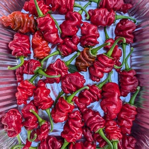 May include: A close-up of a metal container filled with red, wrinkled, chili peppers. The peppers are arranged in a random pattern and have green stems.