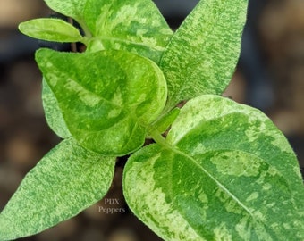 RARE "Ninfadora" Pepper seeds - READ Description - Organic