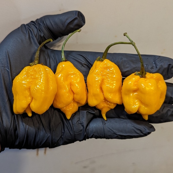 7 Pot Yellow (pepper seeds)