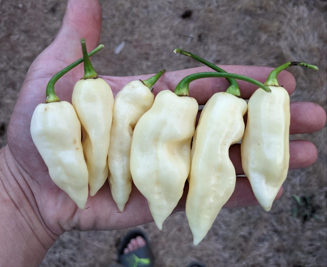 White Bhut Jolokia ghost pepper Seeds - Etsy
