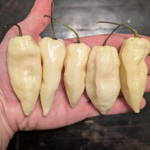 May include: Five white ghost pepper chili peppers with green stems. The peppers are arranged in a row on a person's hand.