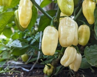 Isolated Snow White Habanero (pepper seeds)