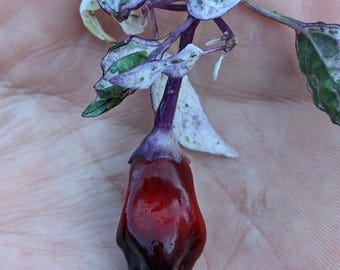 Purple Tiger Pepper Seeds)