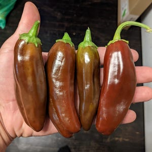 Brown Jalapeño