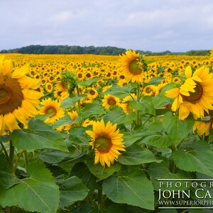 Sunflowers image 1