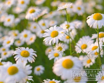 *Daisy*様 Daisy Floral Stripe Embossing 12 x 12 Stencil | FS132 by