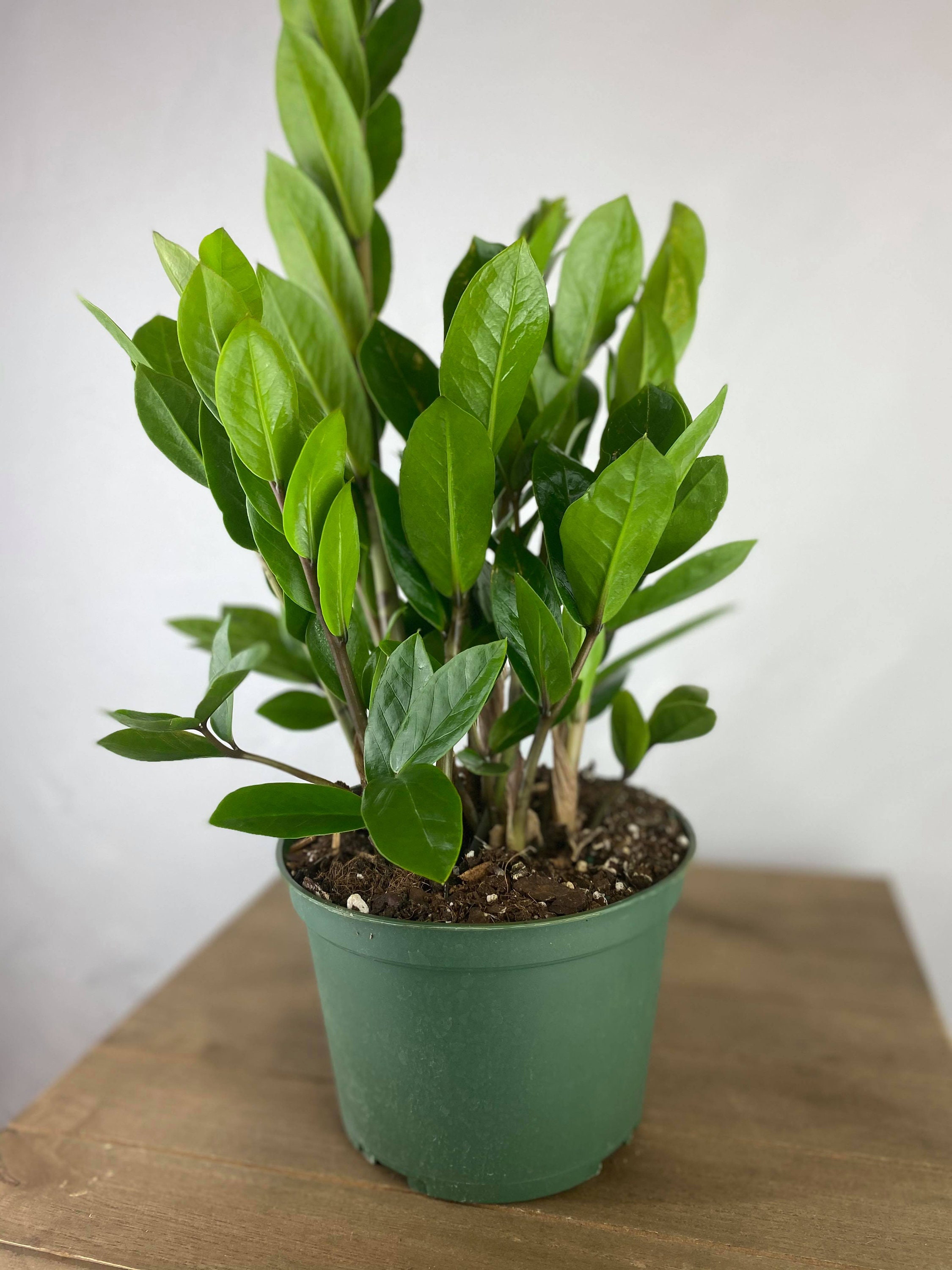 ZZ plant 6 Inch pot Zamioculcas Zamiifolia Zee Zee plant