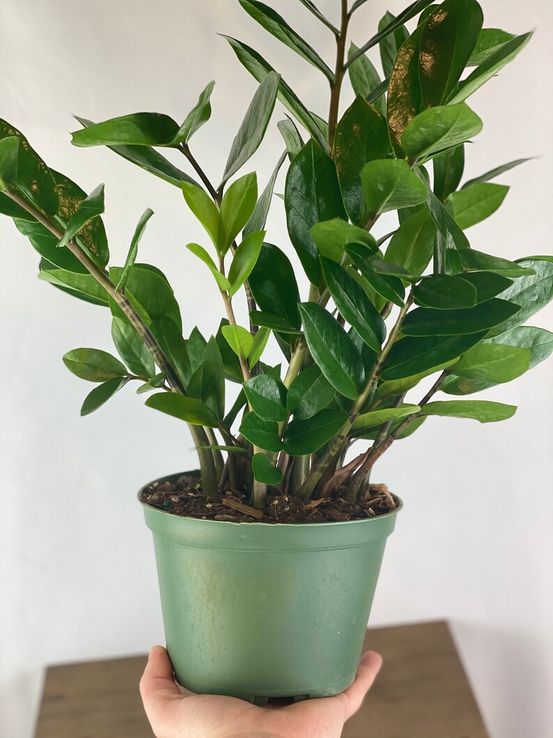 ZZ plant 6 Inch pot Zamioculcas Zamiifolia Zee Zee plant